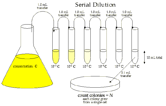 serial dilution