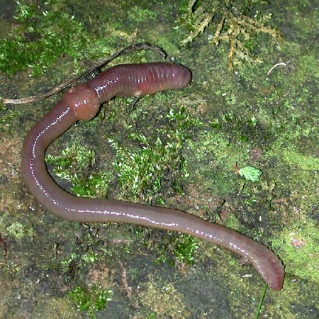 Squirmy Wormy: Which Soil Type Do Earthworms Like Best?