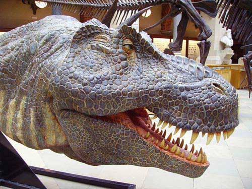 Raptor Dinosaurs, Definition, Types & Species - Video & Lesson Transcript